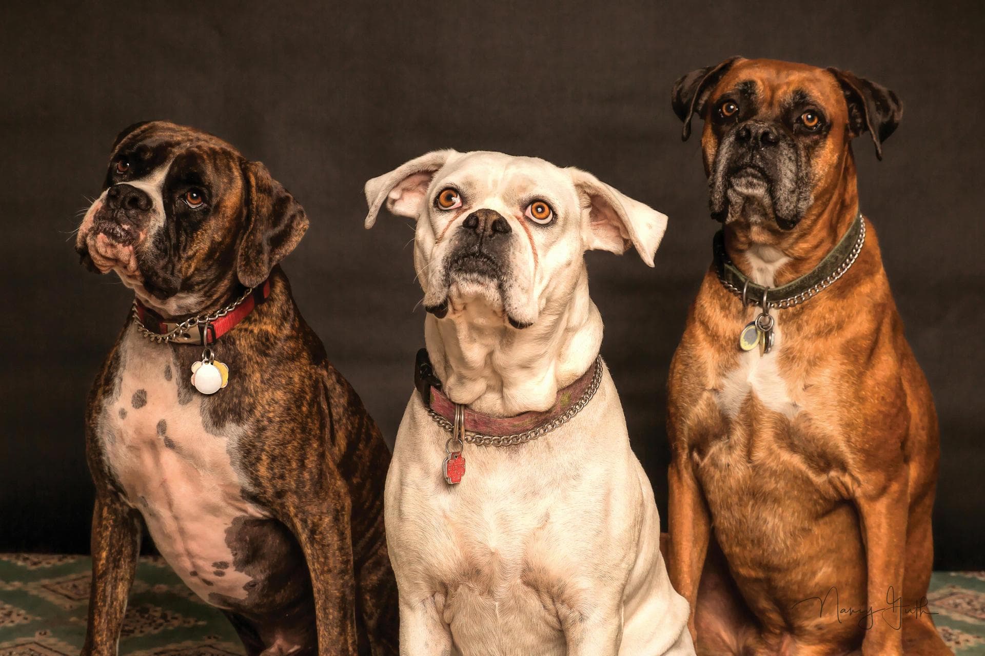 Dog & Cat Vets in Central Point