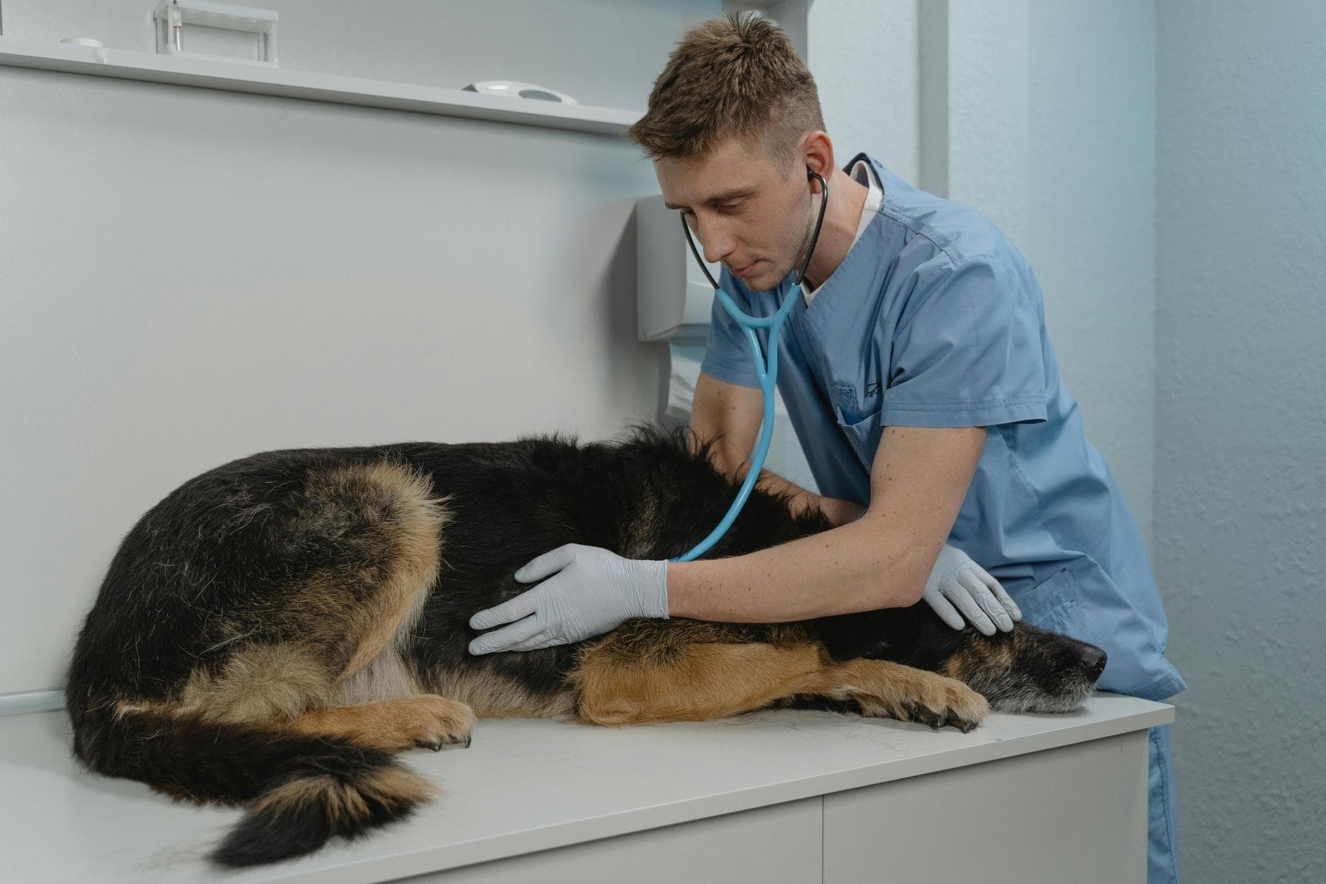Best Vets in Redmond